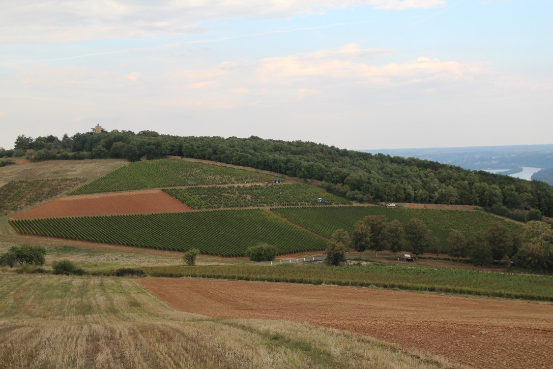 vignes - Domaine de Champ Fleury